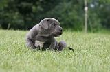CANE CORSO 1302